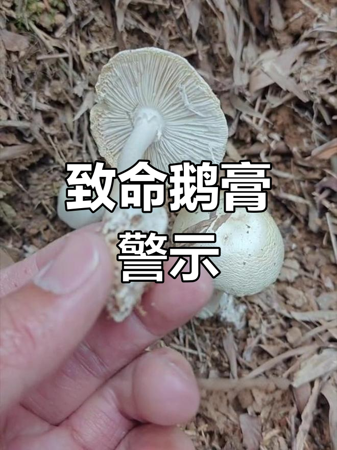 广东多地现致命鹅膏,误食后果严重,死亡率高达75%!