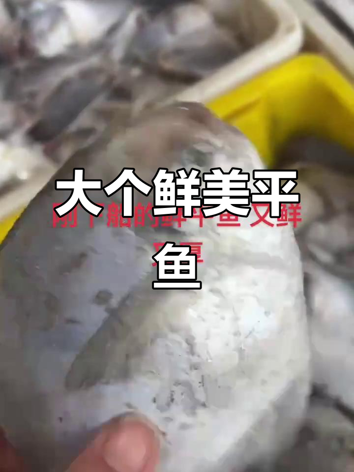 新鲜大个平鱼,鳞亮肉厚,18元一斤超值海鲜