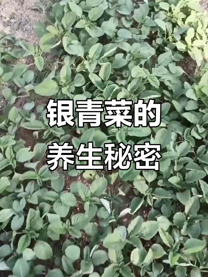 在山野间采摘银青菜,富含铁钙,助力造血健康