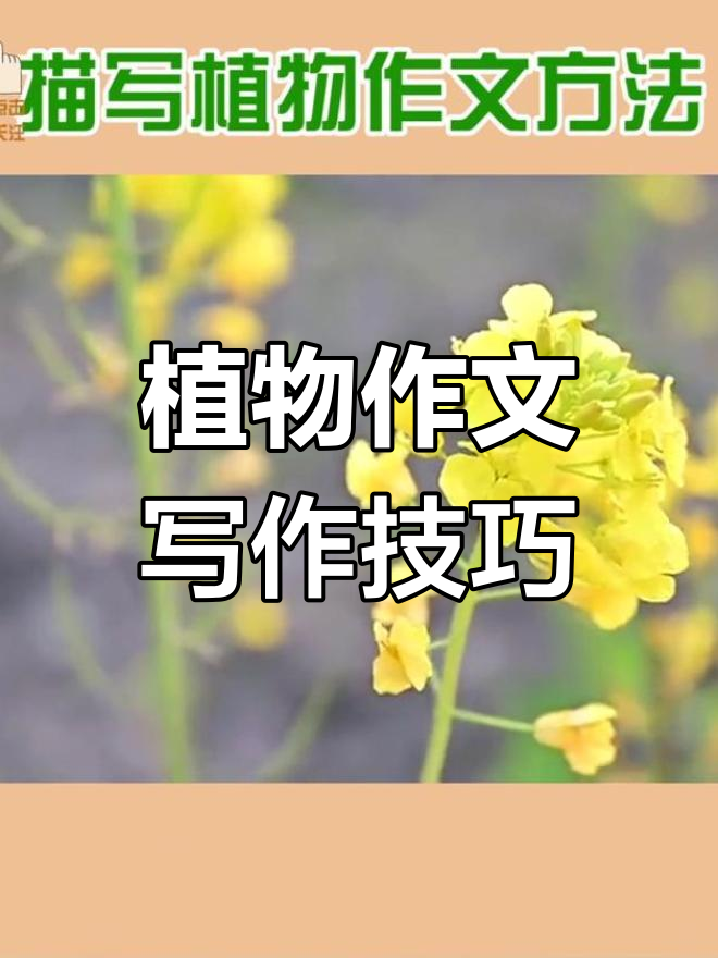 如何写好植物作文?从油菜花到细节描写,教你一步步提升