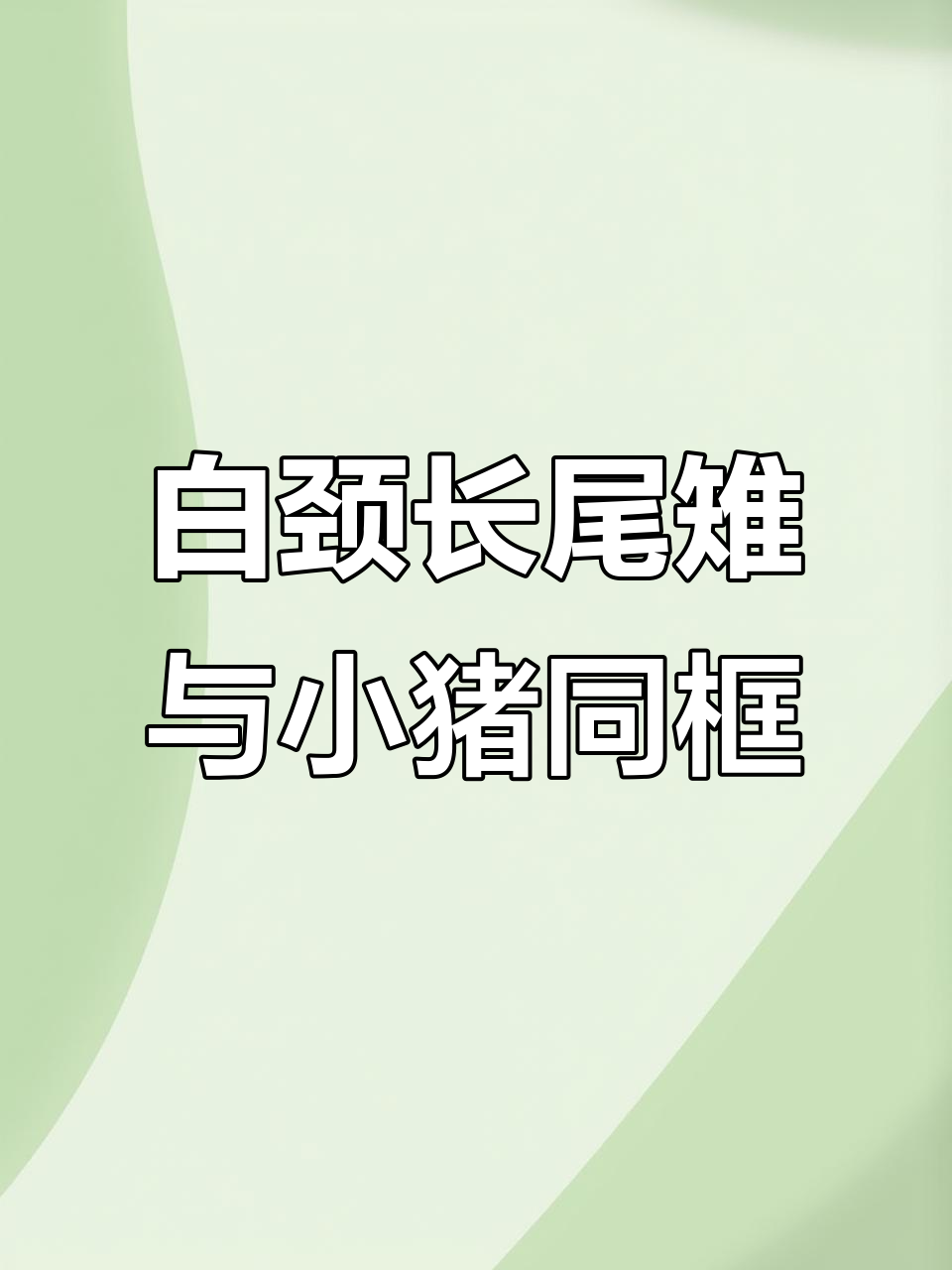 江西铜鼓红外相机捕捉罕见白颈长尾雉,野生动物活跃画面曝光