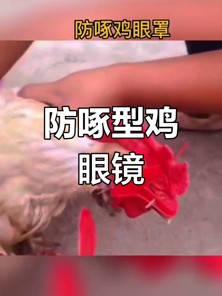 新型防啄鸡眼罩 中大号适用 山土鸡专用