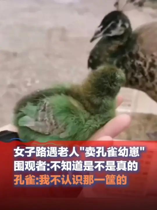 8月11日,广西柳州,#女子路遇老人卖“孔雀幼崽”,孔雀:我不认识那一筐的