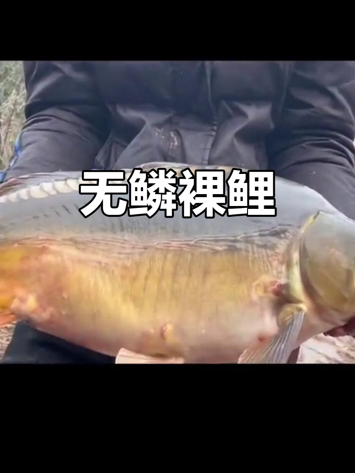 裸鲤:无鳞美味,生长迅速的杂食性鱼类
