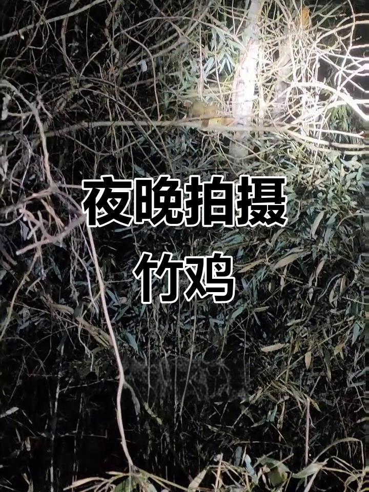 竹鸡夜间摄影技巧,如何捕捉它们接口瞬间