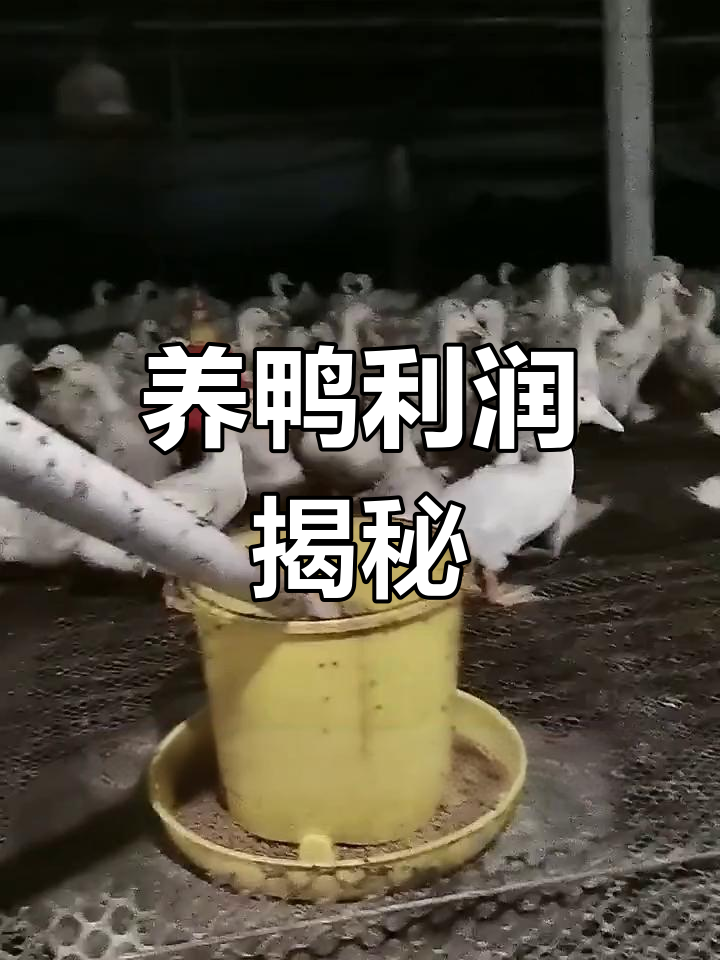 鸭子养殖利润分析:现状与成本