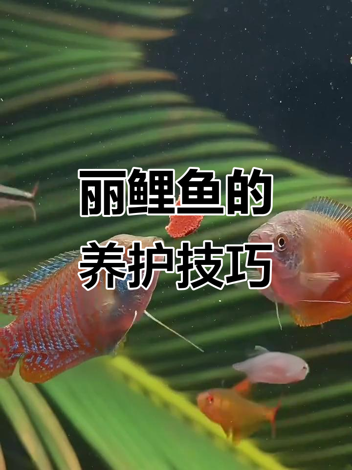丽鲤鱼养殖经验分享:从喂食到繁殖全攻略