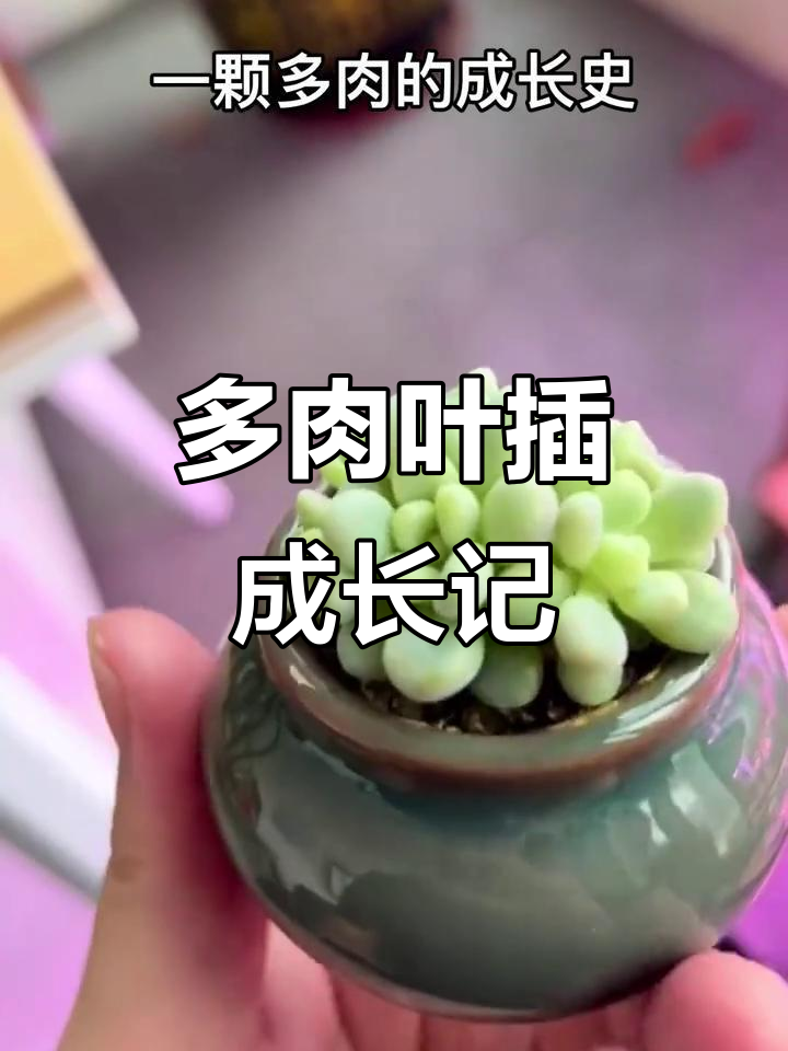 从叶插到多肉,成长全过程大揭秘