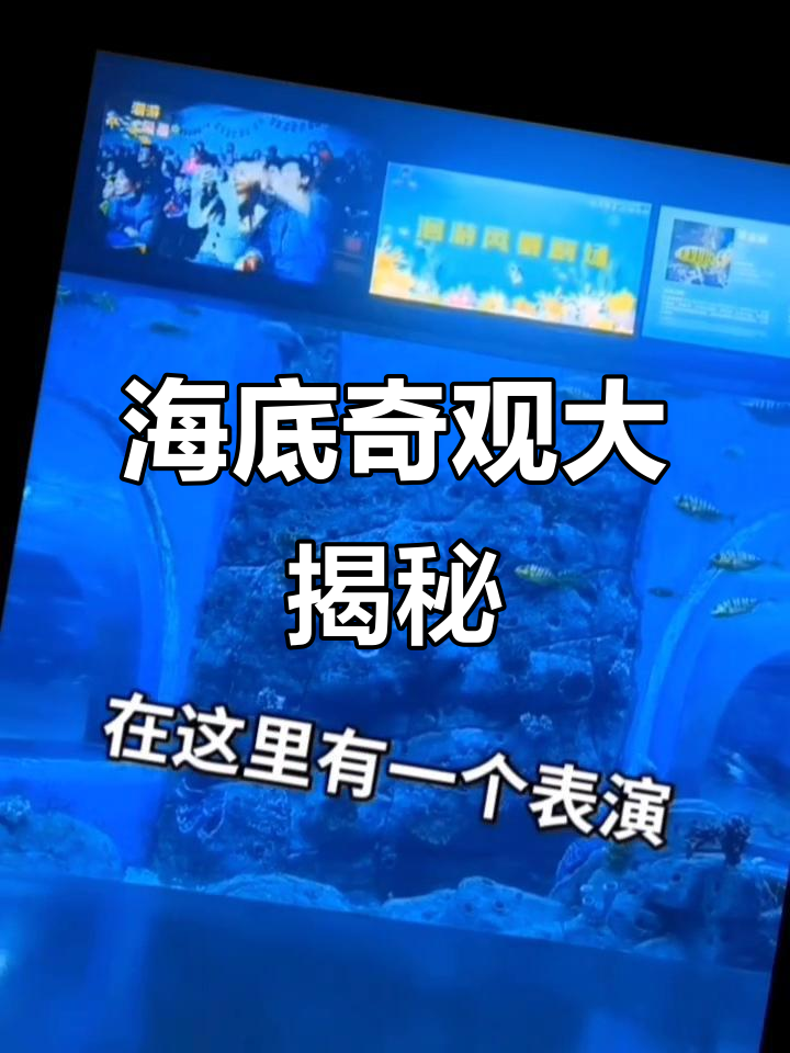 海洋乐园全攻略:从鲨鱼到海龟,带你玩转奇妙海底世界