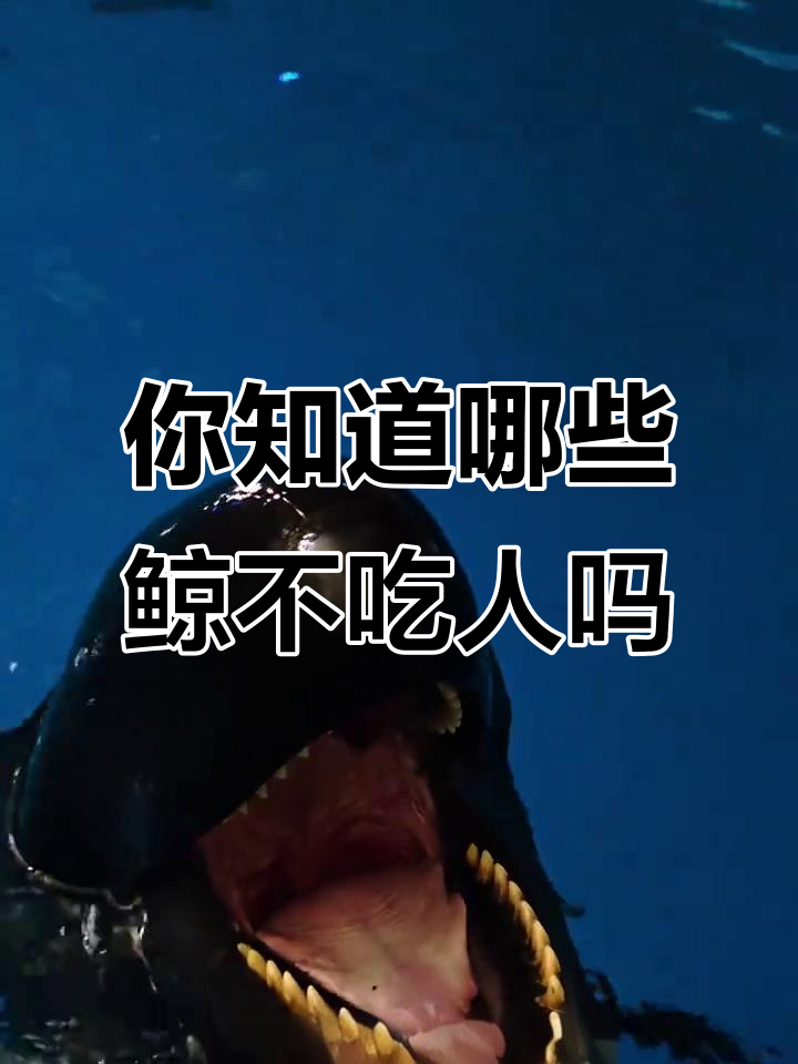鲸鱼种类大揭秘:这些你认识吗?
