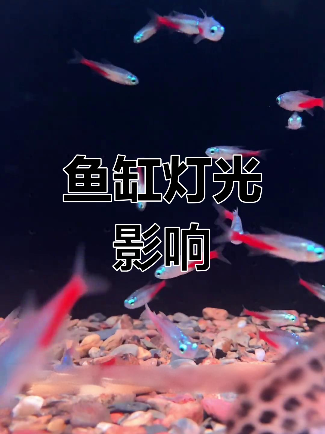 鱼缸灯晚上该不该关?