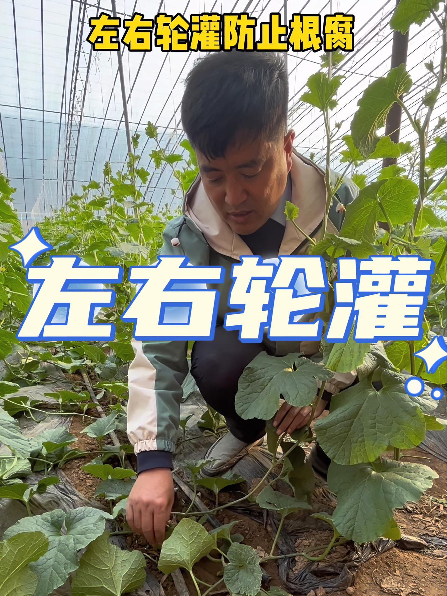 这个方法可以有效减少根腐,同时提高品质!病虫害防治 蔬菜种植 黄瓜种植技术 番茄种植 蔬菜