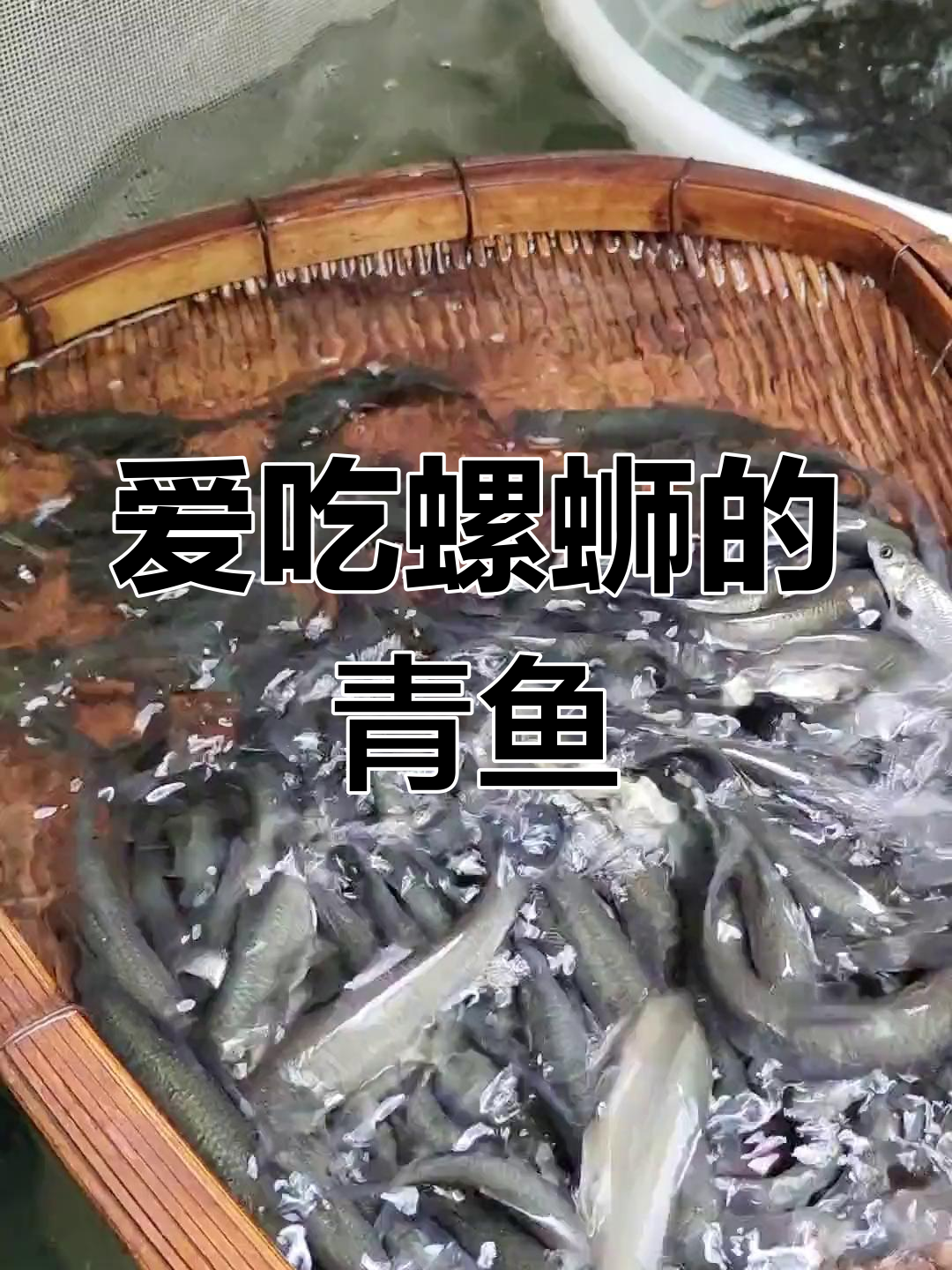 青鱼:适应性强,爱吃螺蛳的底层鱼类