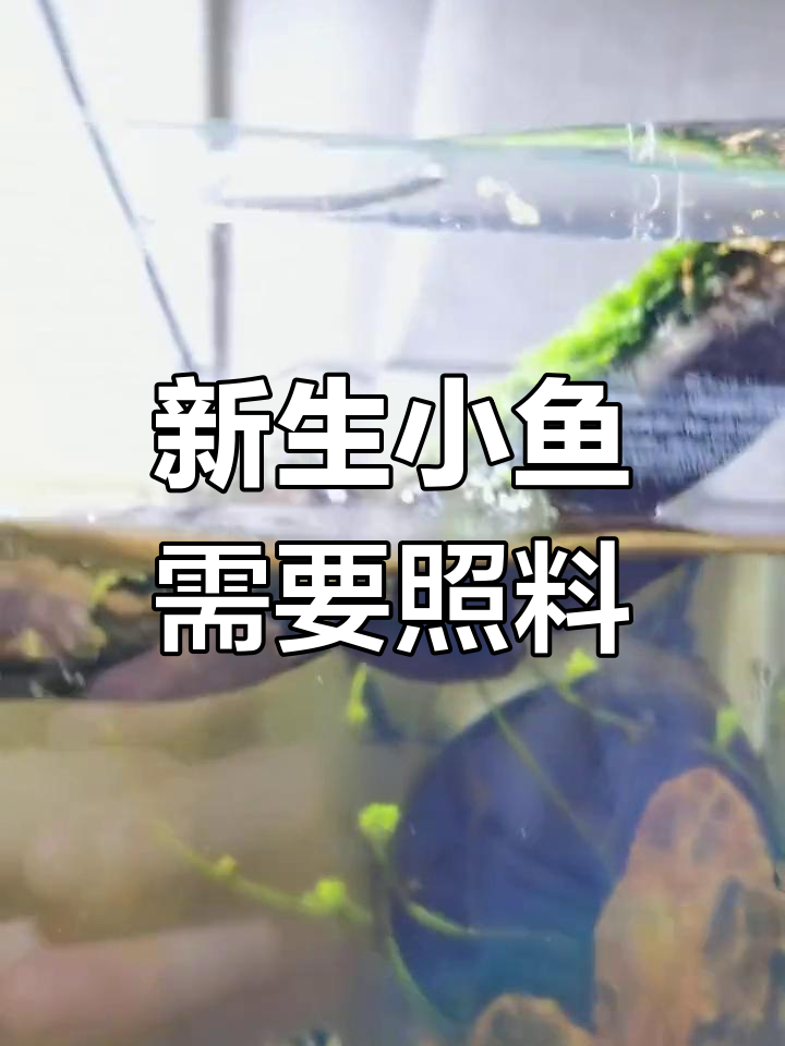 迷你鹦鹉又生了2窝,忙碌的照顾任务