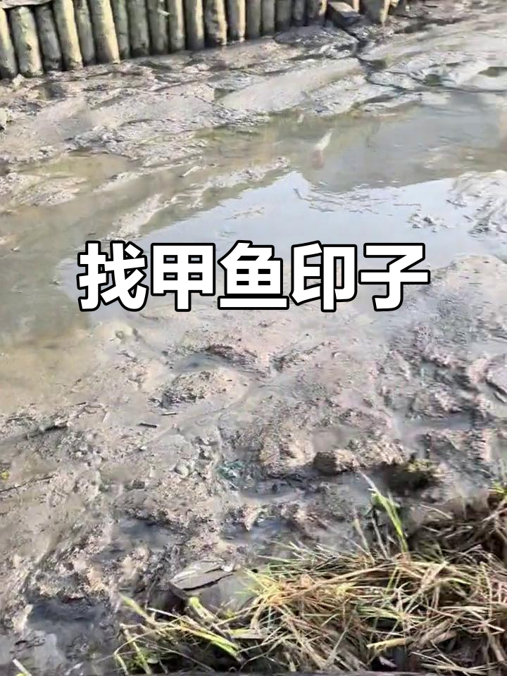 甲鱼脚印大搜寻,水抽干后能否找到?