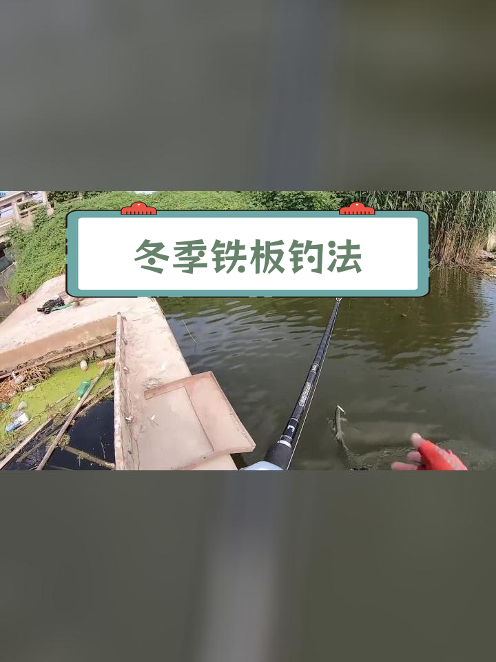 入冬铁板路亚鳡鱼,慢速钓鱼效果显著