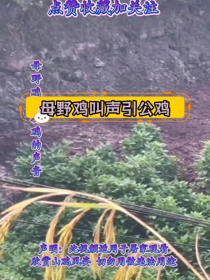 公野鸡无法抗拒的求偶声