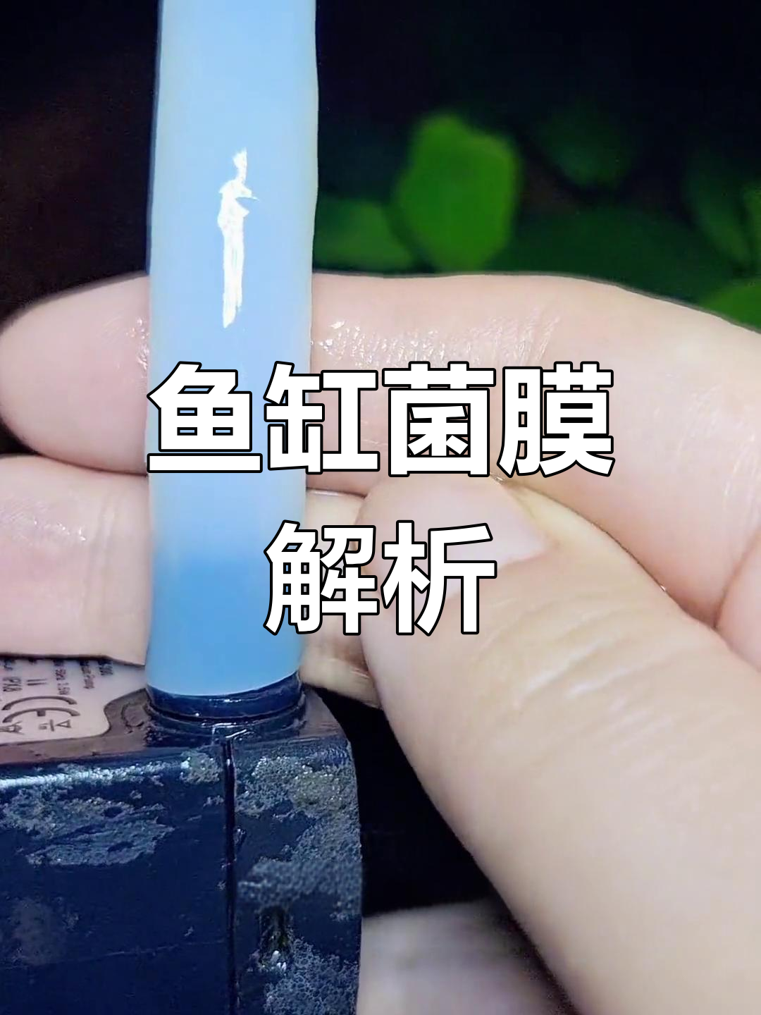 新缸常见菌膜,无害可清除或自然消失