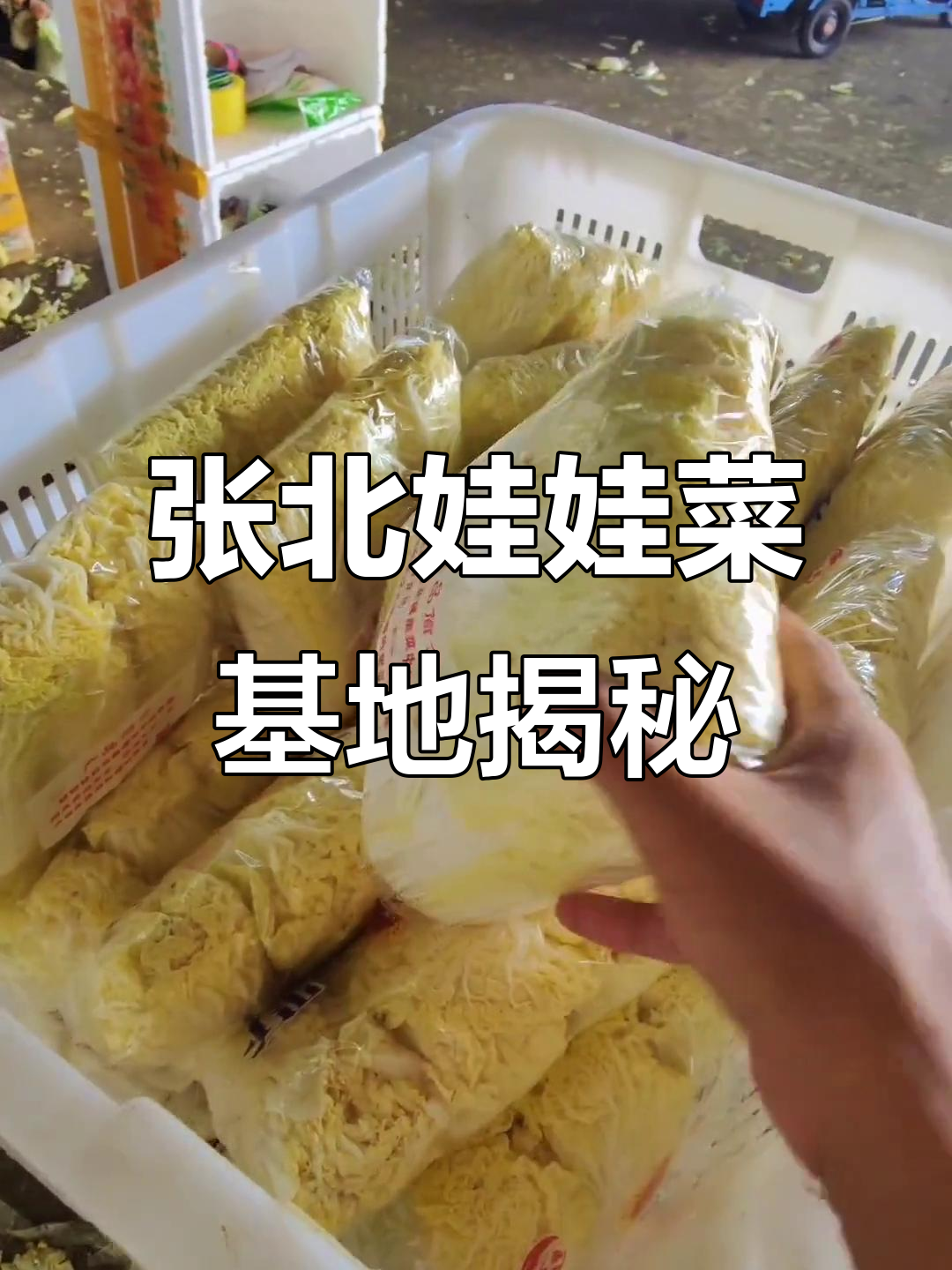 河北张北县娃娃菜基地,夏季蔬菜种植的秘密