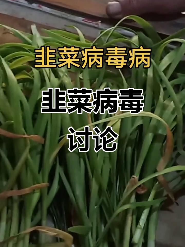 一起探讨韭菜病毒,分享你的看法吧!