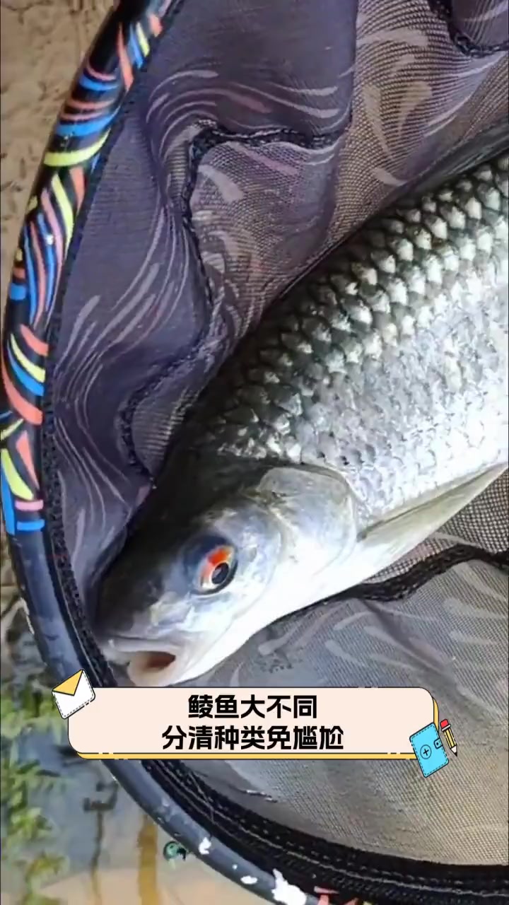 鲮鱼大不同,分清种类免尴尬