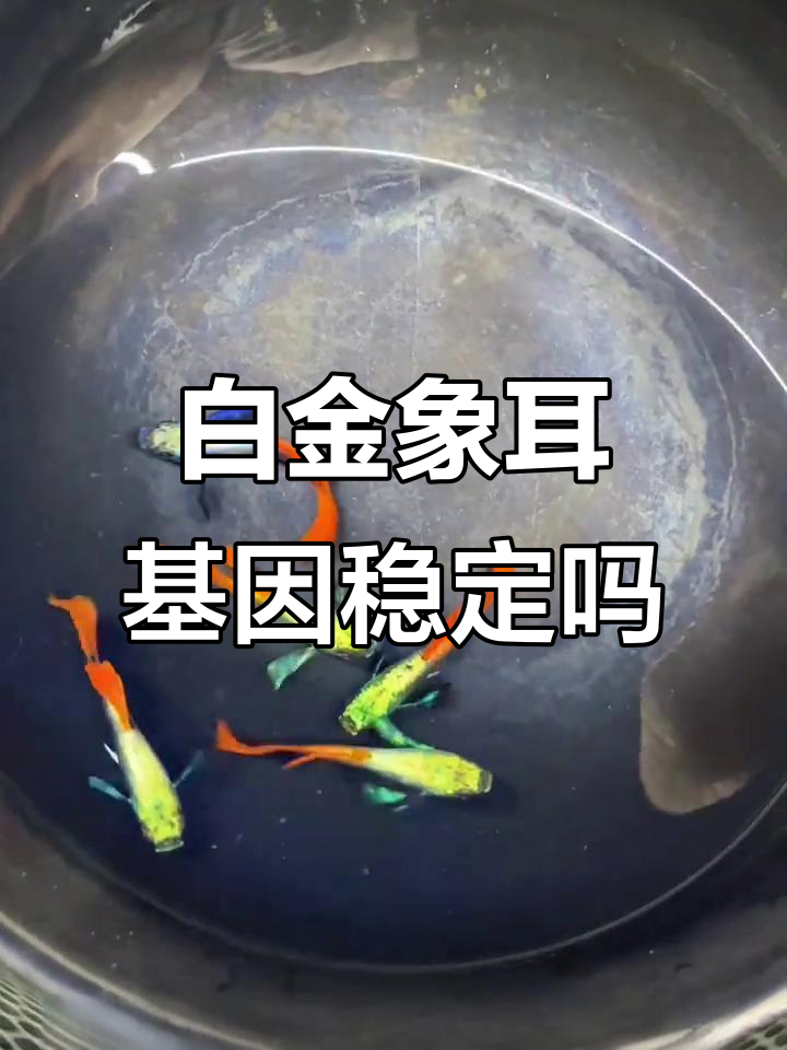 白金象耳孔雀鱼的基因稳定性如何?淘汰率揭秘