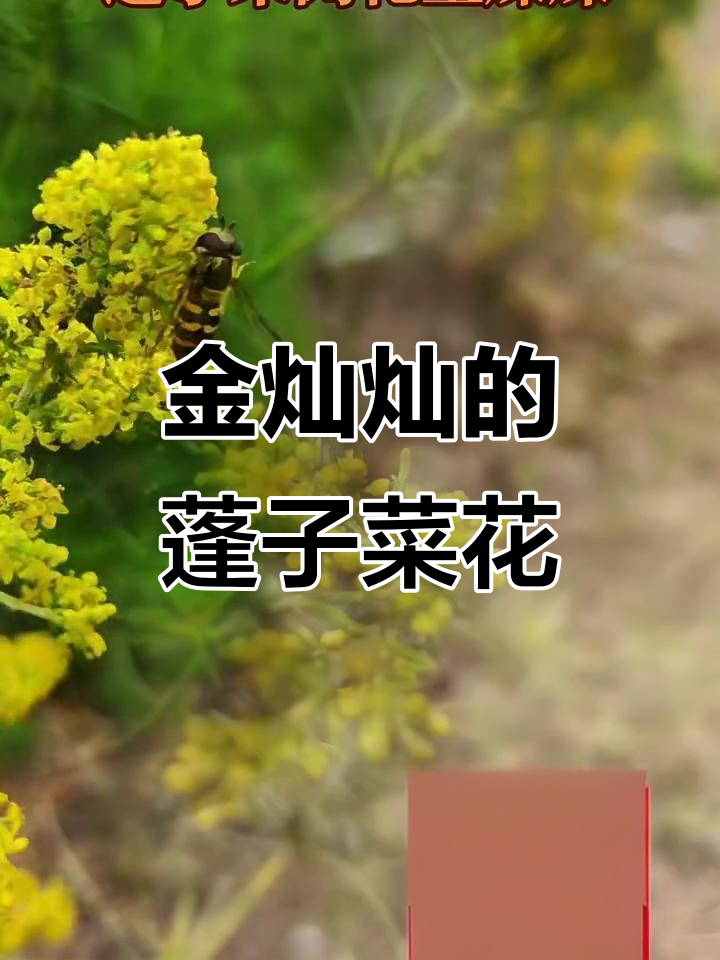 蓬子菜金黄花朵盛开,美丽动人
