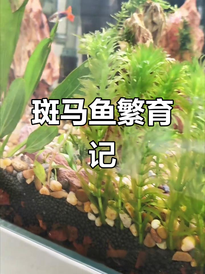 斑马鱼繁殖顺利,接下来让它们自由生长!