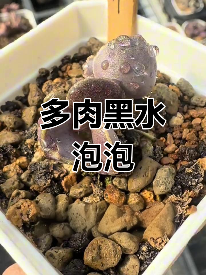 夜华水泡:多肉植物中最神秘的黑花