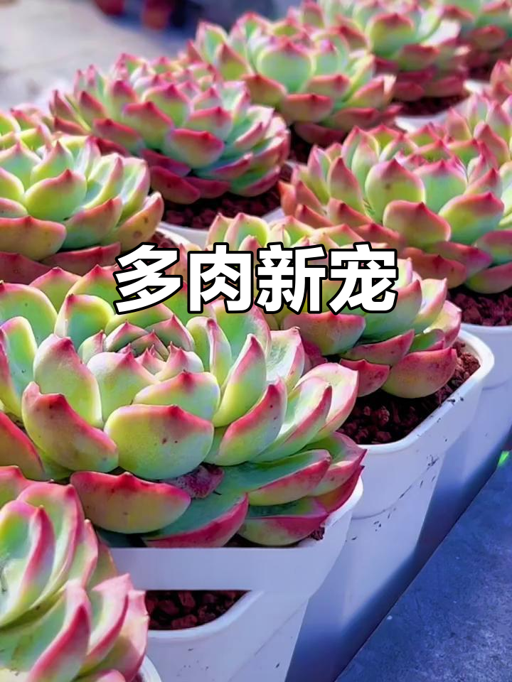 再次入手多肉,这次选了简洁小白方盆,完美搭配我的风格