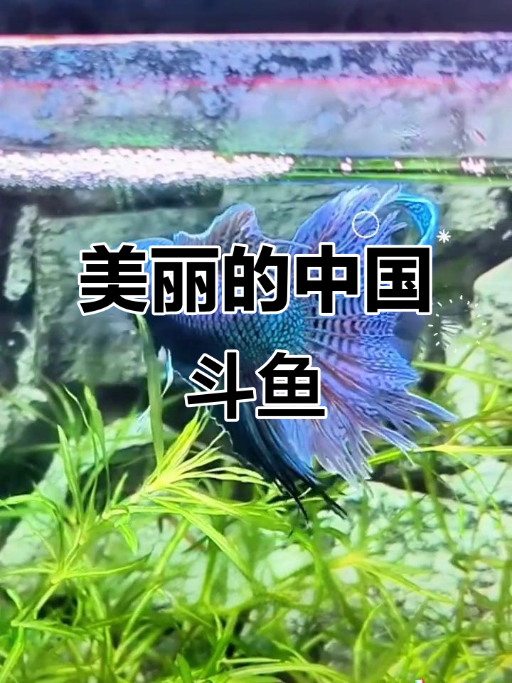 曾捞过这种美丽斗鱼的人,现在恐怕已是爷爷辈了吧?