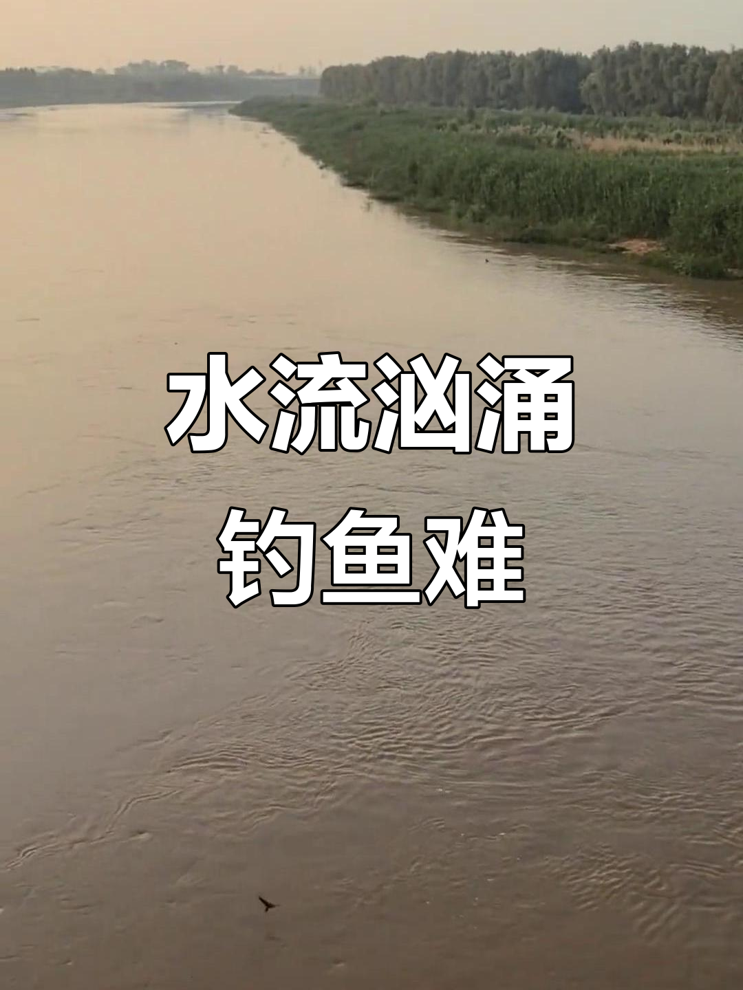 2025年6月9日贾鲁河涨水,钓鱼难度大增