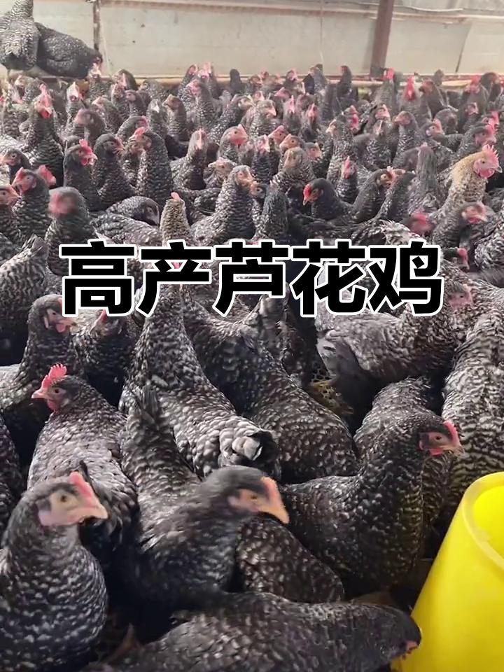 芦花鸡:公鸡肉质鲜嫩,母鸡高产蛋,年产量260枚