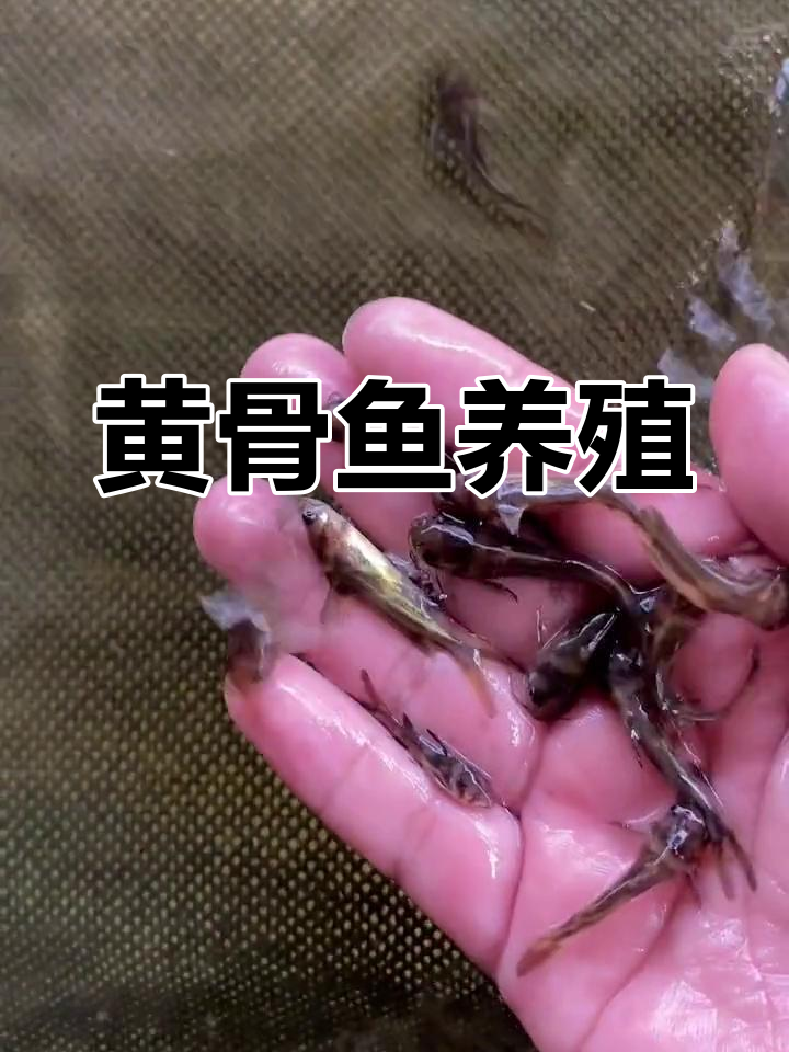 黄辣丁鱼苗养殖技术