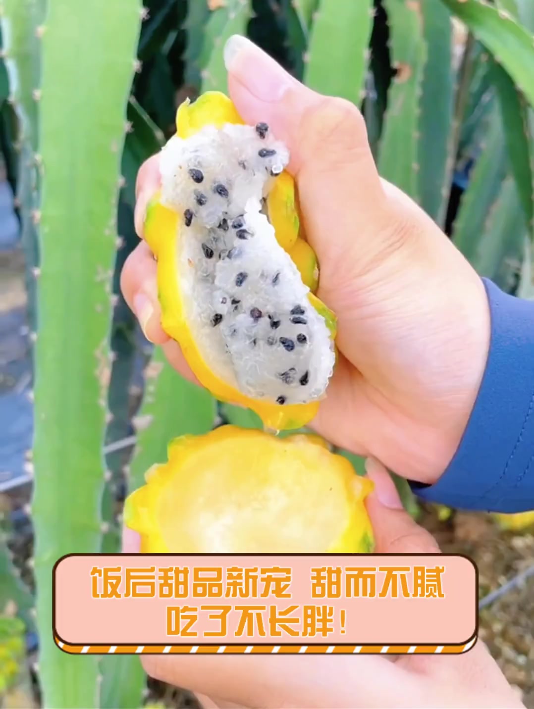 饭后甜品新宠,甜而不腻,吃了不长胖!