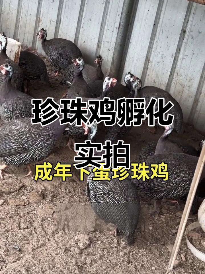 珍珠鸡下蛋现场,母鸡辛苦孵出可爱小生命