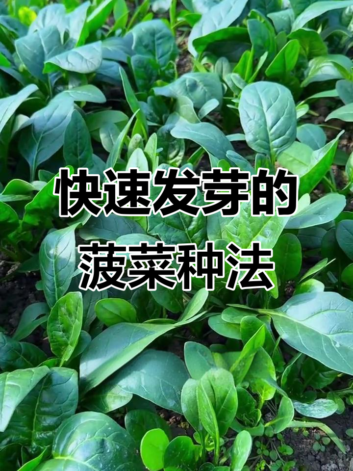 菠菜种植小技巧,出芽快又整齐