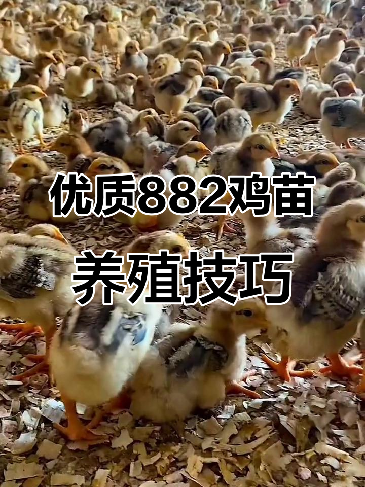 正宗882鸡苗,大象腿水桶腰,养殖技术全揭秘