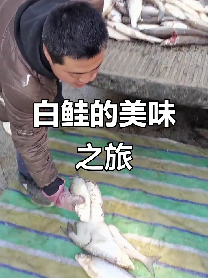 乌苏里江畔,抚远小镇的兔子鱼,白鲑美味独特