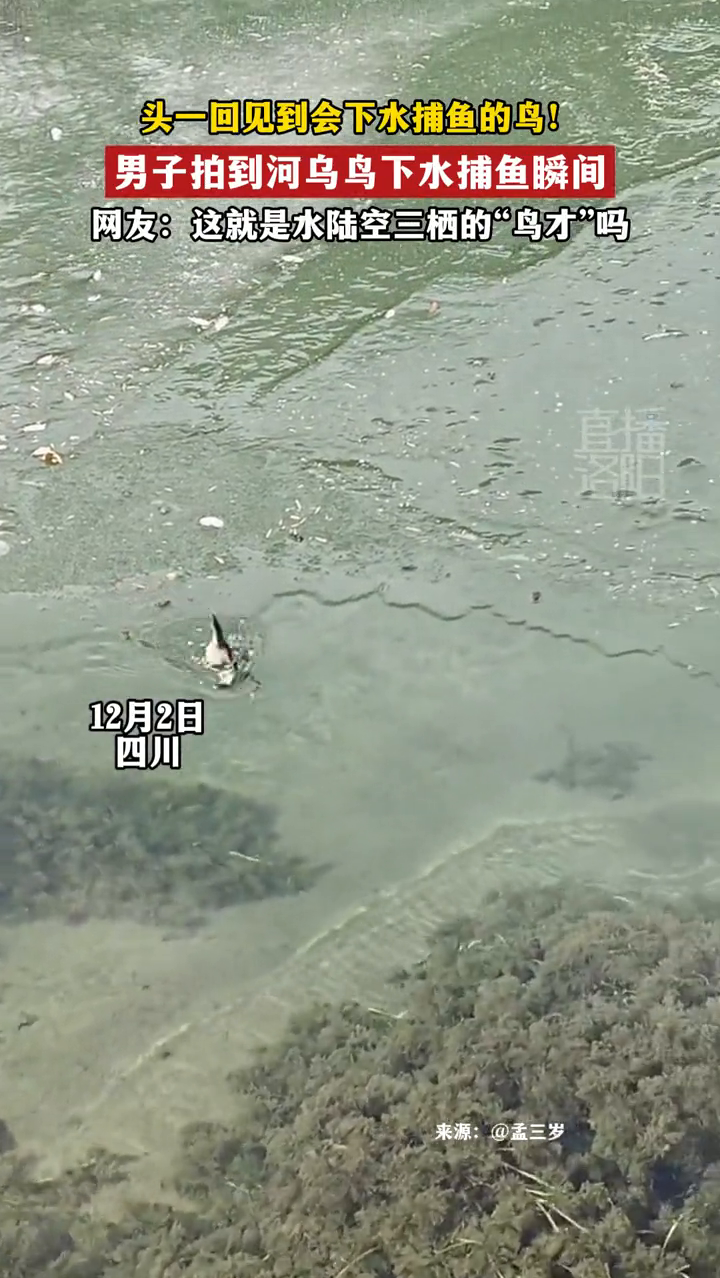 头一回见到会下水捕鱼的鸟!男子拍到河乌鸟下水捕鱼瞬间