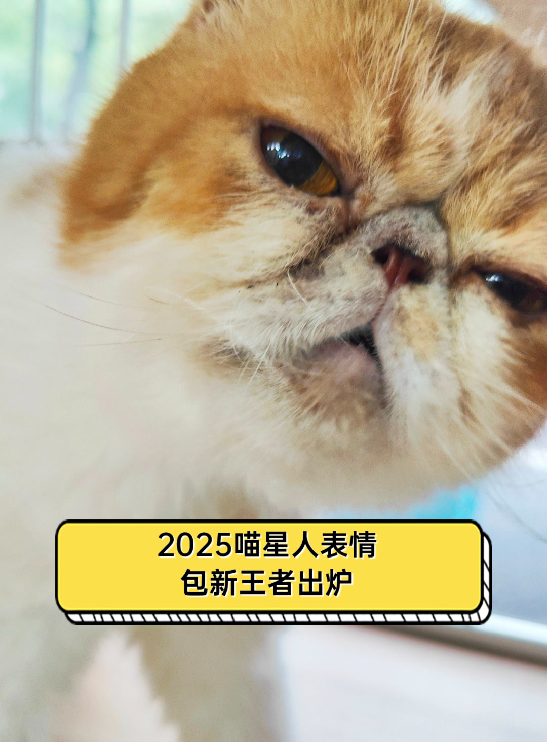 2025喵星人表情包新王者出炉