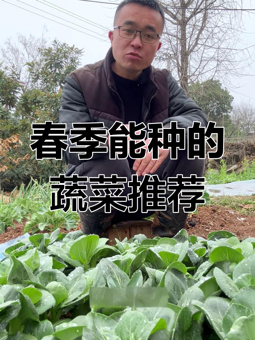 惊蛰后适合种哪些蔬菜?叶菜类最受欢迎