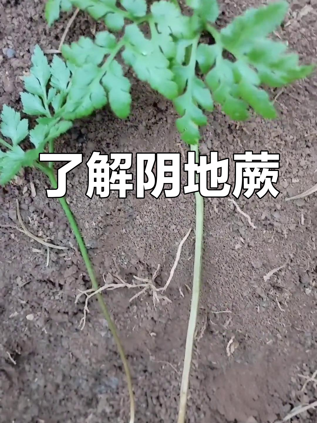 阴地蕨的形态与生长环境