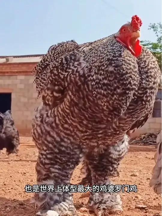 你见过世界上最大的鸡吗