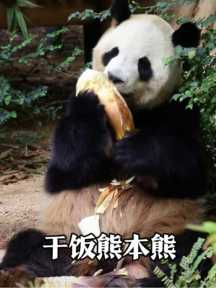 熊猫抱着巨型竹笋狂炫,吃得嘎嘎香,这才是干饭熊本熊!