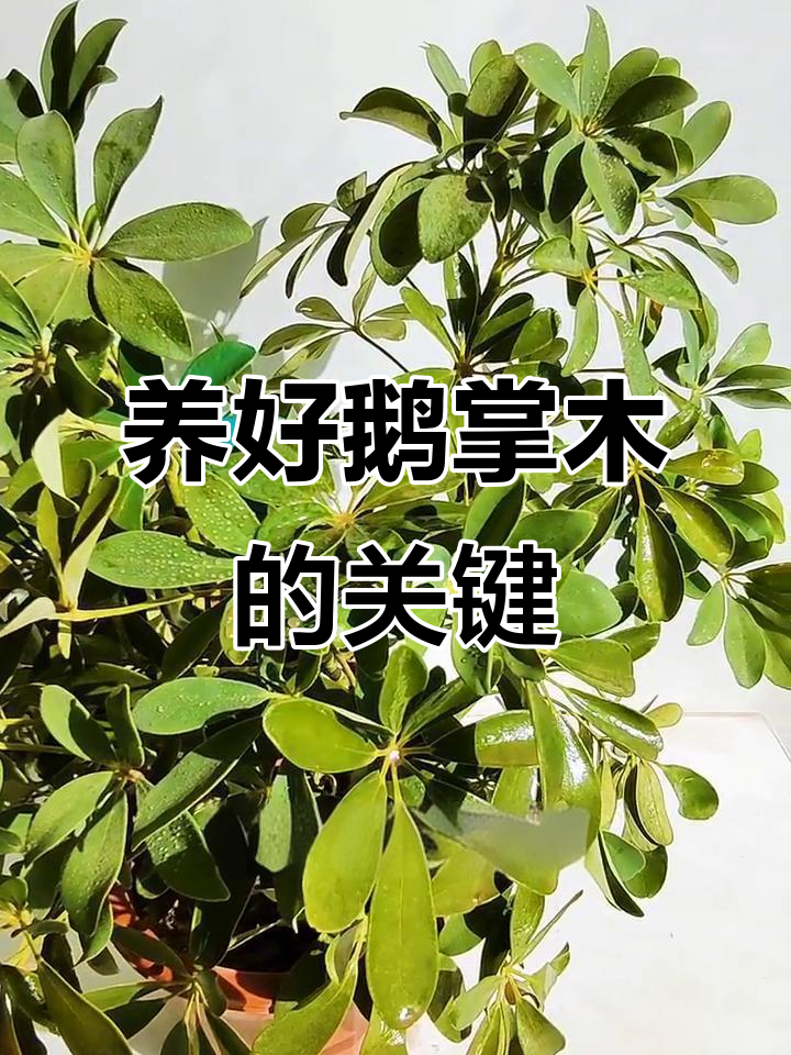 养护鹅掌木的四大秘诀,轻松让它枝繁叶茂