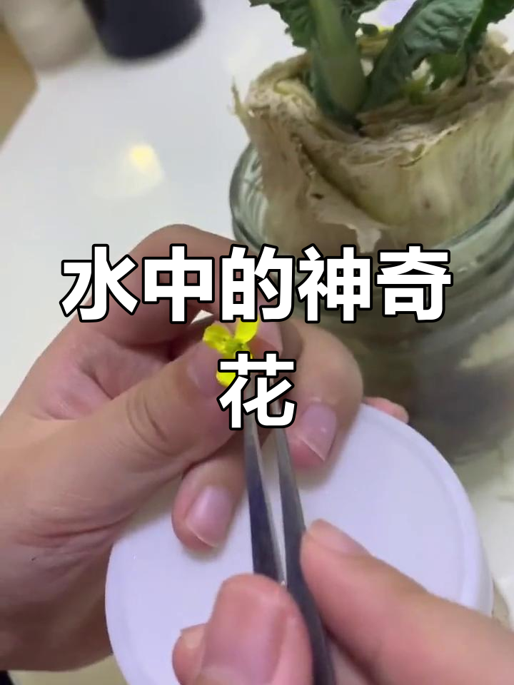 白菜花的奇妙结构