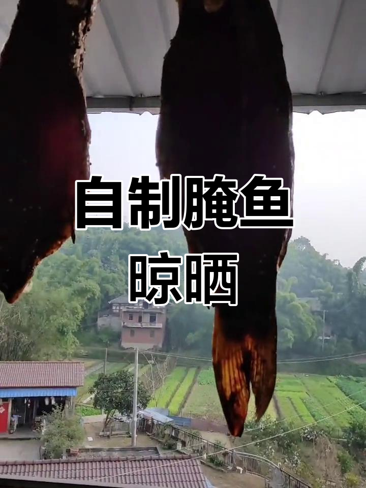 腌制大鲤鱼,自然风干成美味