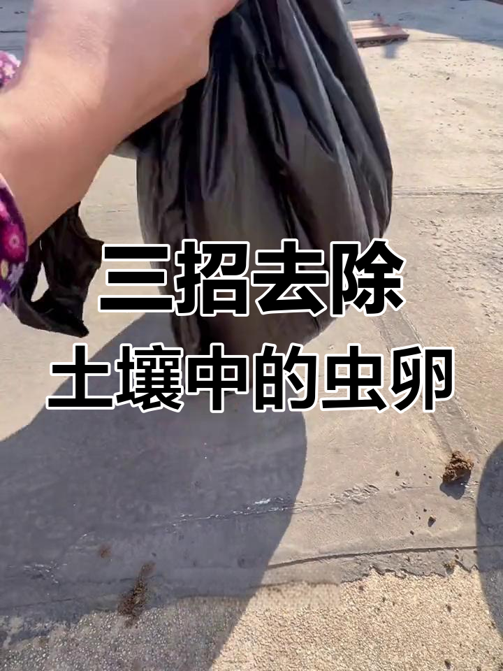 阳台种菜必做!三种杀虫卵方法,让蔬菜健康生长