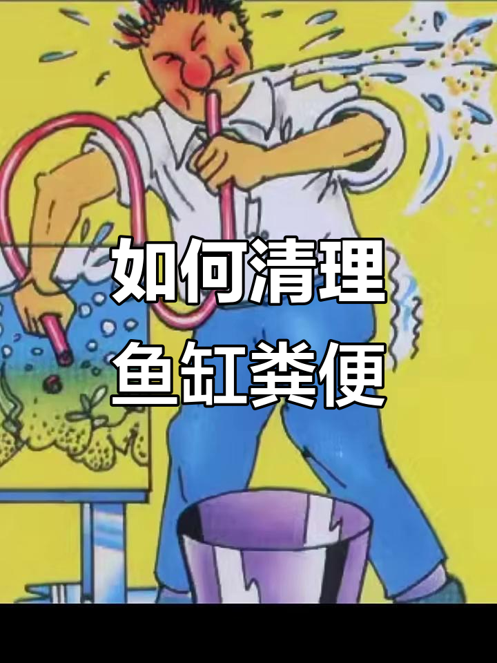 鱼缸粪便清理全攻略:吸水管、清道夫与生物方法